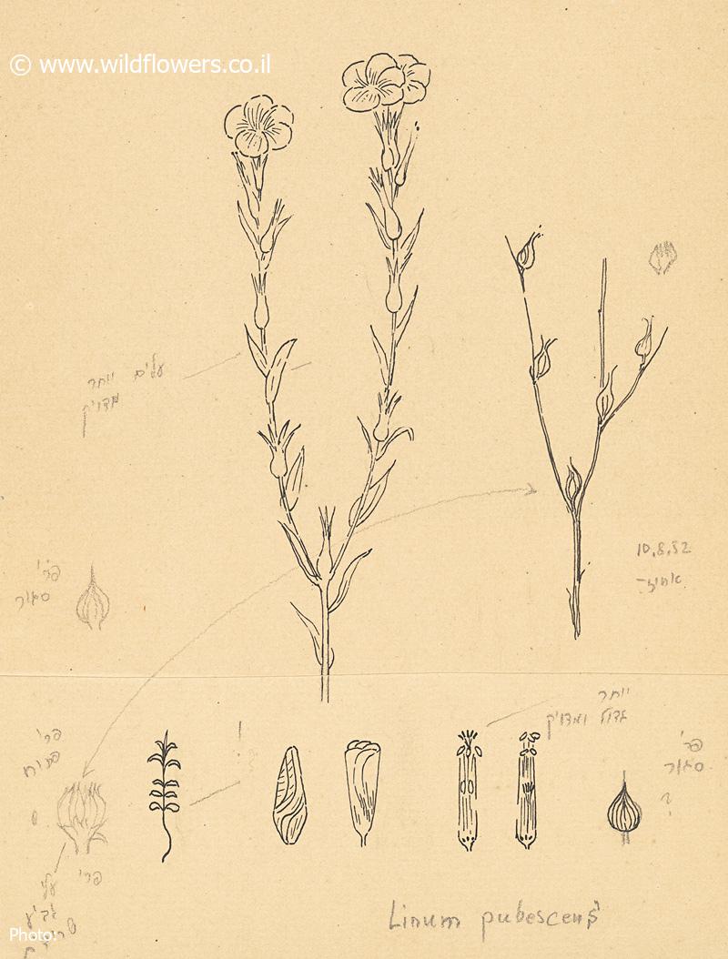 Linum pubescens